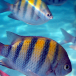 korallboden bisnislink